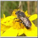 Stelis punctulatissima - Duesterbiene 02 9mm.jpg